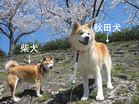 秋田犬和柴犬的区别是什么_柴犬与秋田犬的区别在哪里