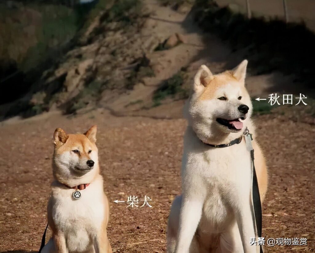 秋田犬和柴犬的区别是什么_柴犬与秋田犬的区别在哪里