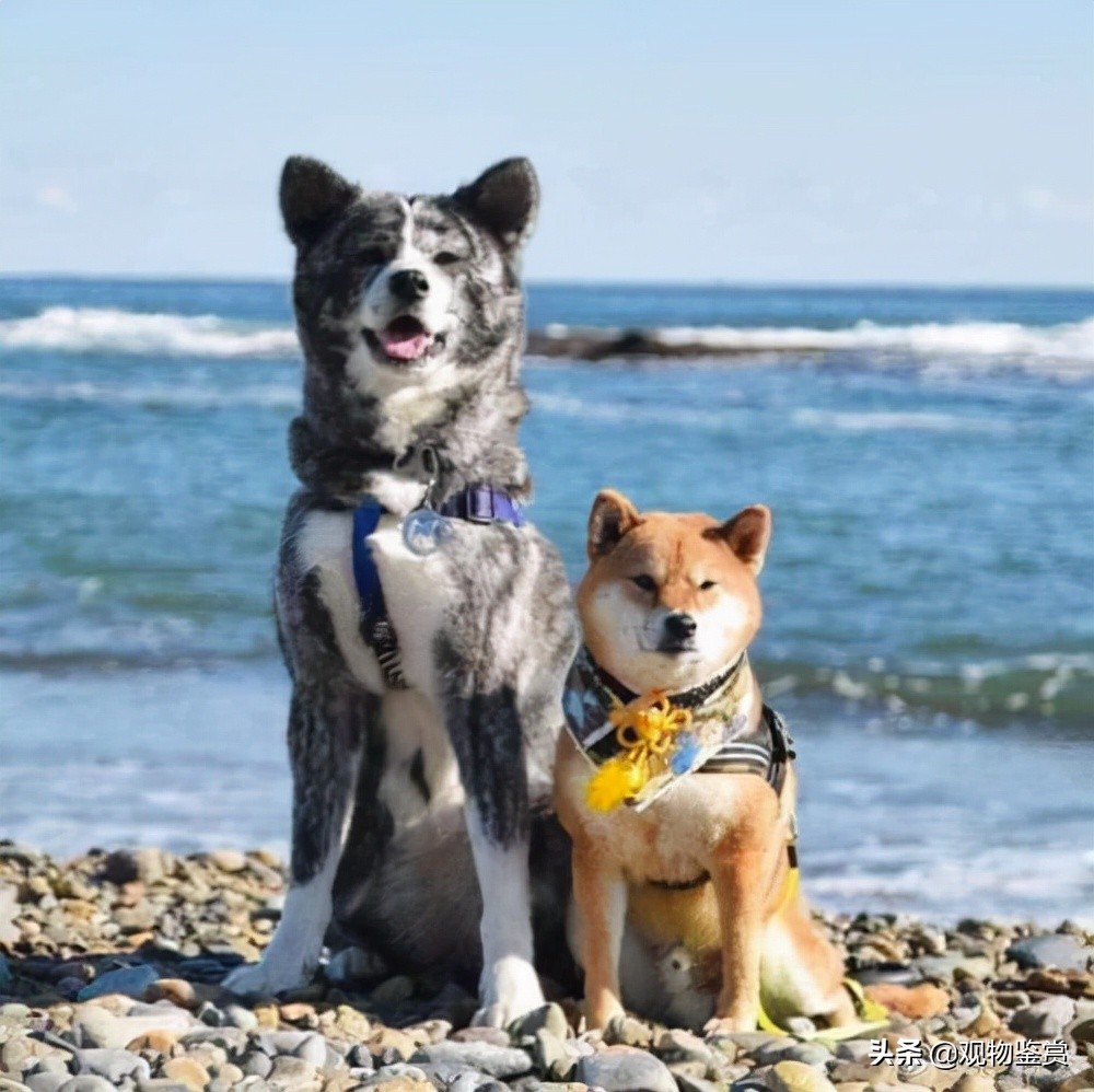 秋田犬和柴犬的区别是什么_柴犬与秋田犬的区别在哪里