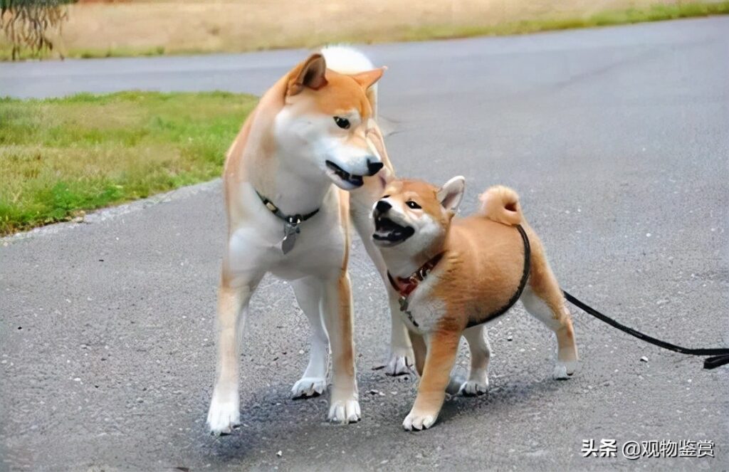 秋田犬和柴犬的区别是什么_柴犬与秋田犬的区别在哪里