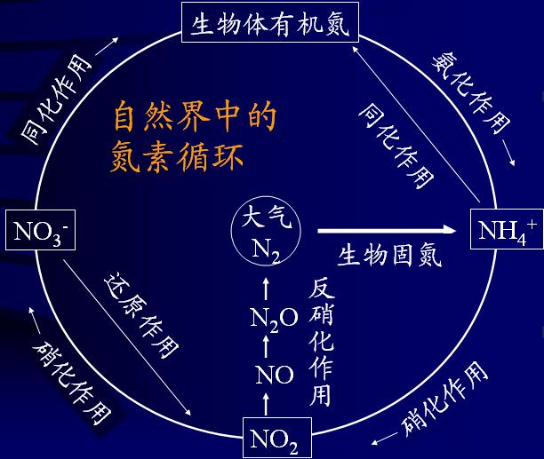 鱼缸内如何去除亚硝酸盐_亚硝酸盐增多的原因