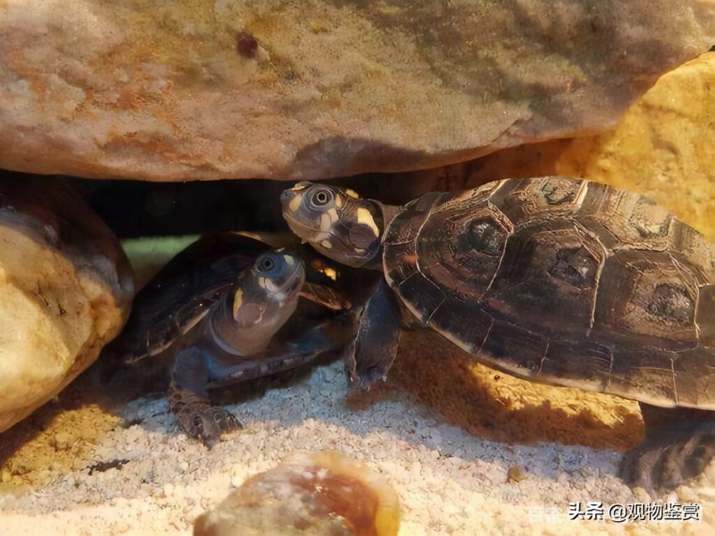 小乌龟冬天吃什么东西(小乌龟冬天怎么饲养)