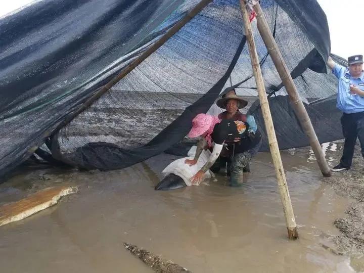 台州海上现抹香鲸尸体 或在此前搁浅