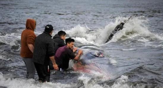 台州海上现抹香鲸尸体 或在此前搁浅