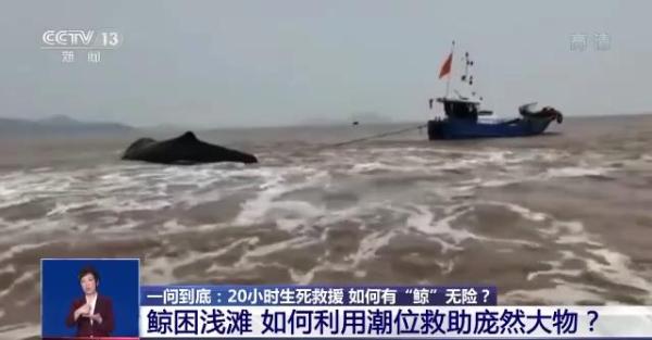 台州海上现抹香鲸尸体 或此前搁浅