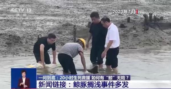 台州海上现抹香鲸尸体 或此前搁浅