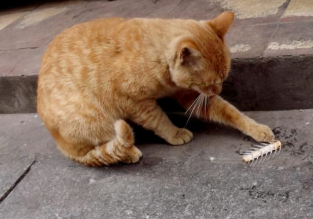 猫饮食应该注意什么(猫饮食注意事项)