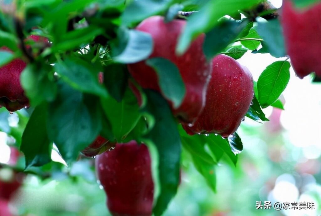 花牛苹果和蛇果有什么区别吗(蛇果是花牛苹果吗)