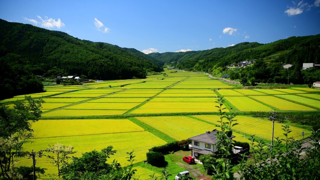 日本农村人口有多少(真实的日本农村生活)