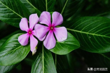 四季梅花怎么修剪_四季梅花的修剪方法