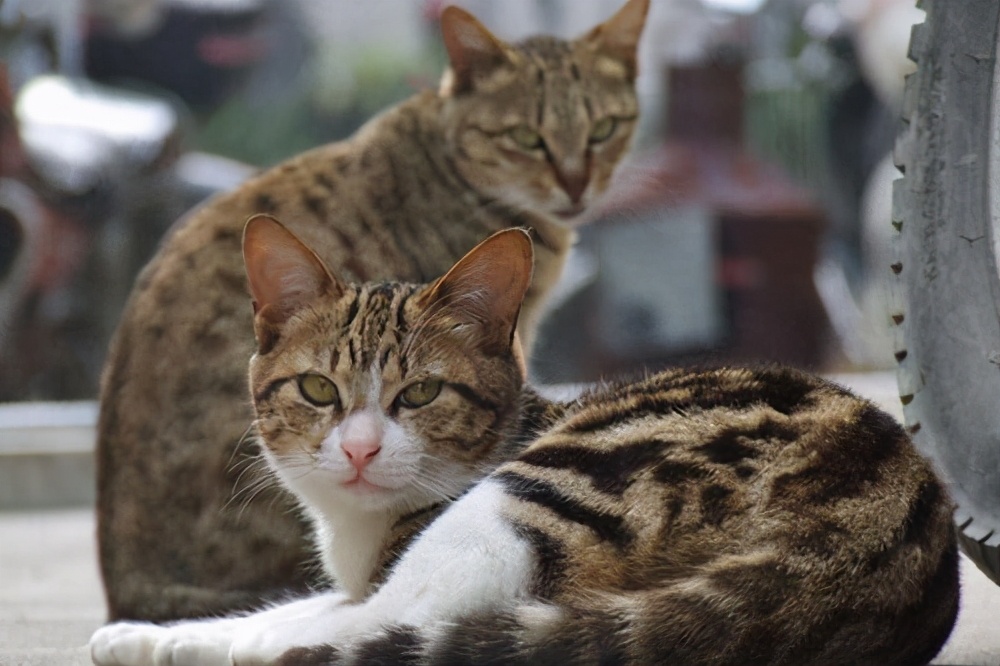 美国短毛猫和狸花猫有什么区别_美国短毛猫和狸花猫的区别