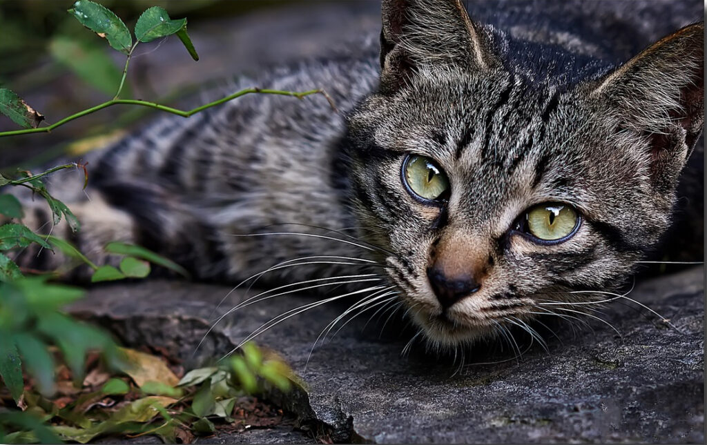 美国短毛猫和狸花猫有什么区别_美国短毛猫和狸花猫的区别