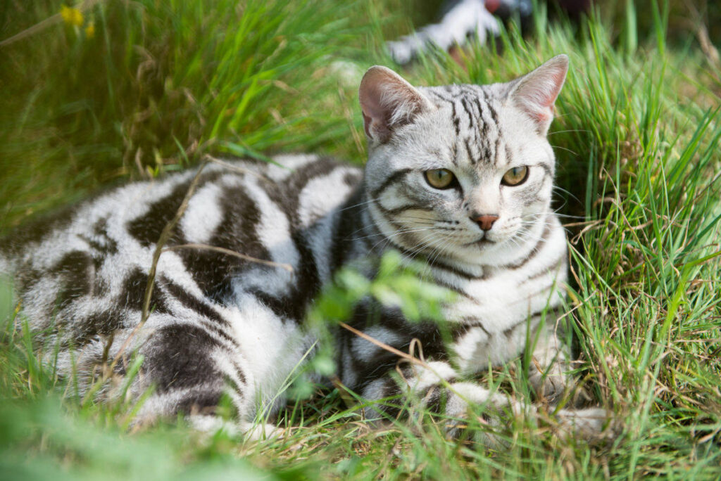 美国短毛猫和狸花猫有什么区别_美国短毛猫和狸花猫的区别