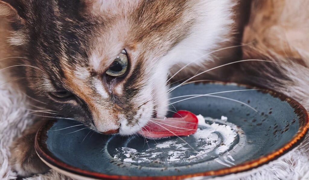 美国短毛猫和狸花猫有什么区别_美国短毛猫和狸花猫的区别