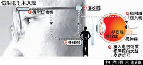 潜水艇依据什么动物发明的_泳衣是依据什么动物发明的