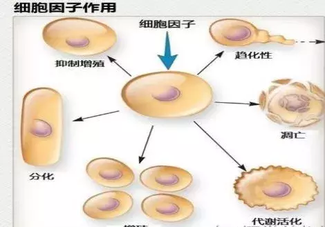 什么是冻干粉_冻干粉的功效和作用