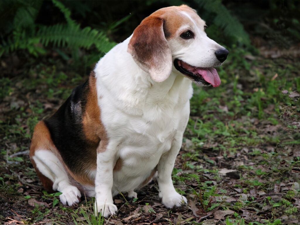 比格犬为什么很少人养_为什么不养比格犬