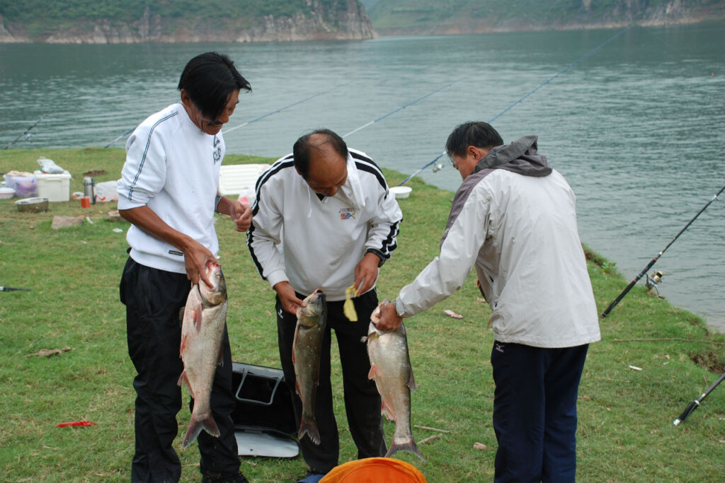 鲢鳙鱼吃什么_鲢鳙鱼的觅食习性