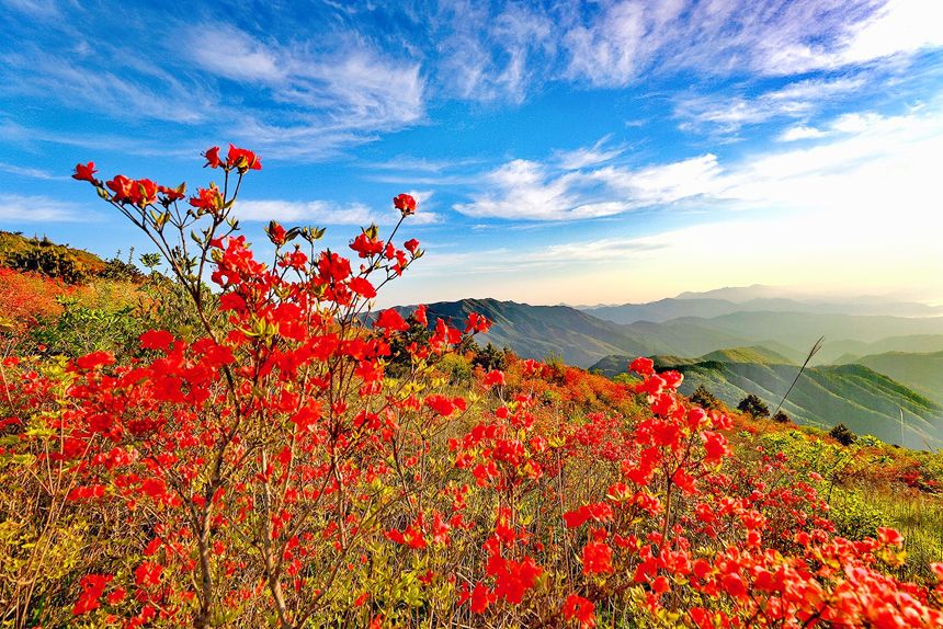 江西武宁：杜鹃花开漫山红