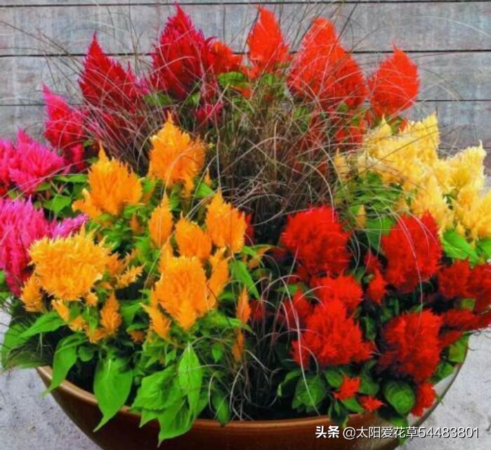 鸡冠花什么时候开花(鸡冠花开花是什么季节)