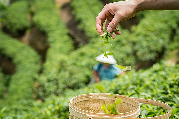 有没有不影响睡眠的茶_哪种茶的咖啡碱含量更低