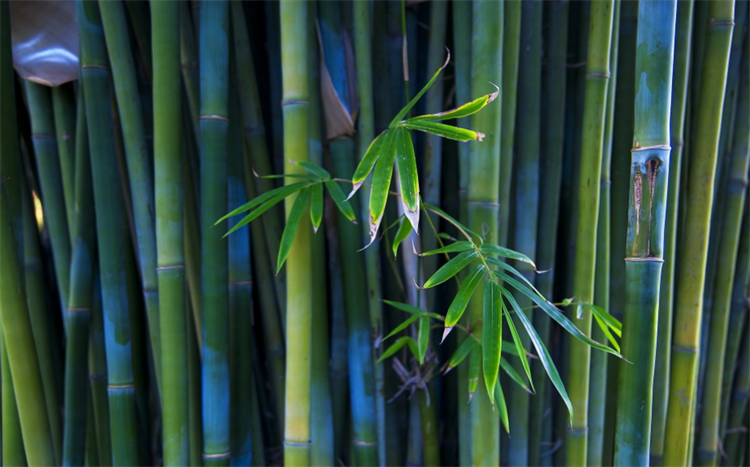 竹子是什么类型的植物_竹子的用处