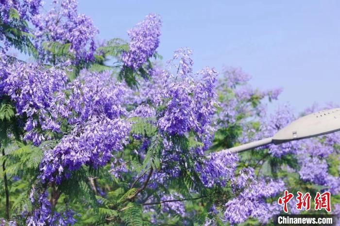 重庆主城一大道染“梦幻紫” 600株蓝花楹初夏绽放