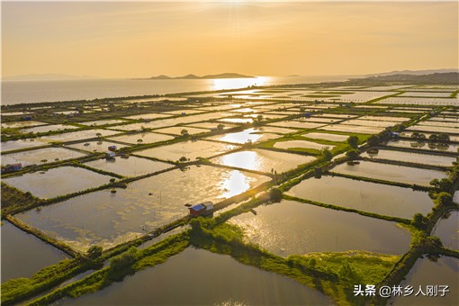 承包鱼塘挣钱吗_鱼塘养殖什么鱼最赚钱