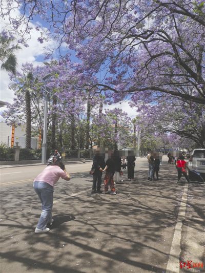 这条路因蓝花楹盛开成网红 游客在路中央拍照跳舞