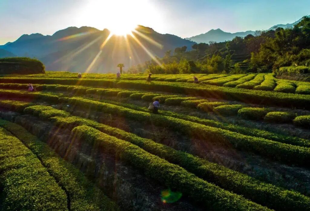 福建安溪产什么名茶(福建安溪产的是哪种名茶)