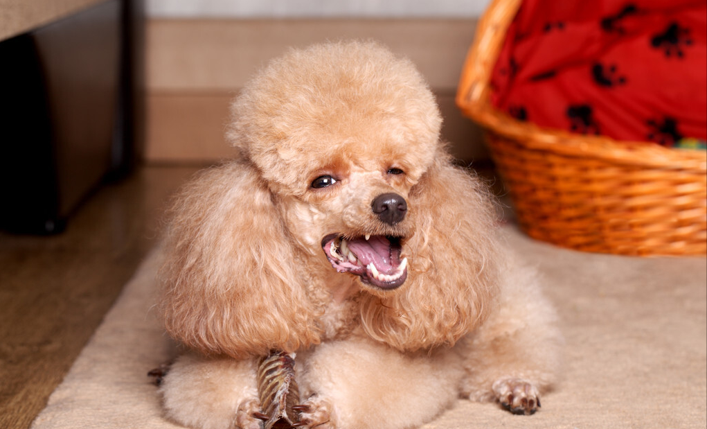 贵宾犬吃什么狗粮好_适合贵宾犬的狗粮推荐