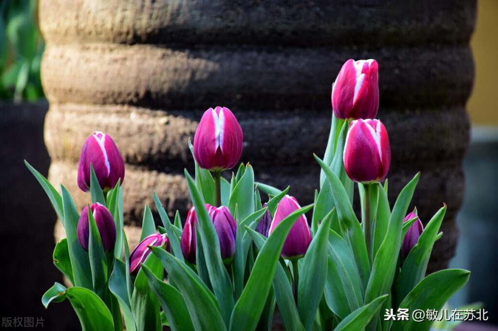 郁金香什么时候种植(郁金香当年能开花吗)