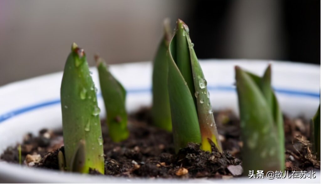 郁金香什么时候种植(郁金香当年能开花吗)