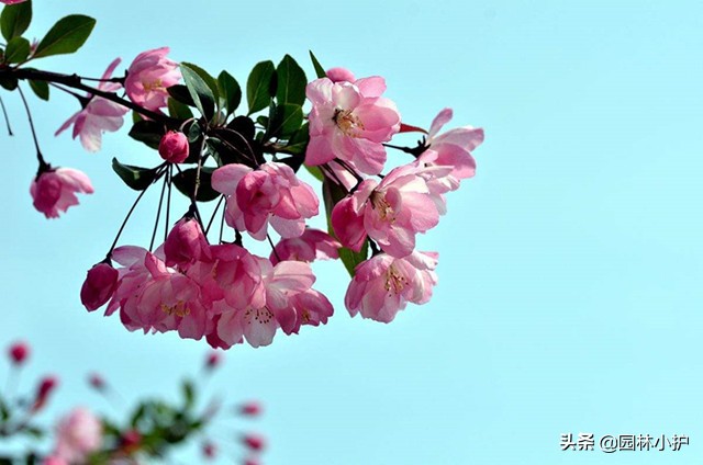 海棠花为什么叫断肠花_海棠花有毒么