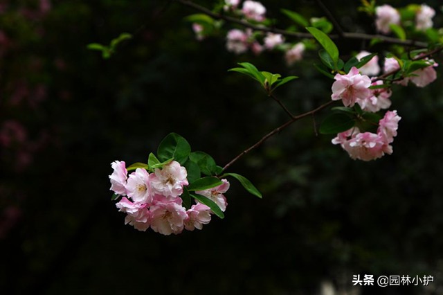 海棠花为什么叫断肠花_海棠花有毒么