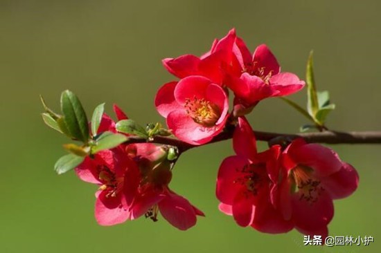 海棠花为什么叫断肠花_海棠花有毒么