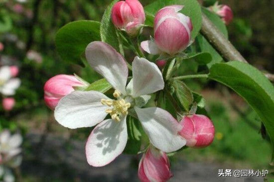 海棠花为什么叫断肠花_海棠花有毒么