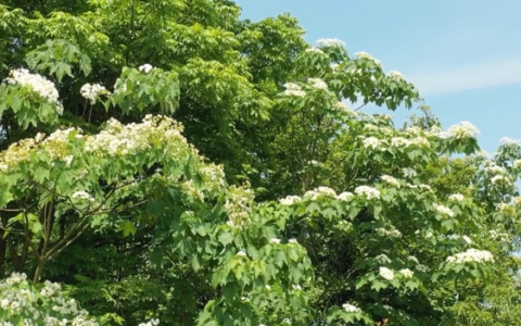 油桐花已开！快来分宜这个地方邂逅一场“初夏飞雪”