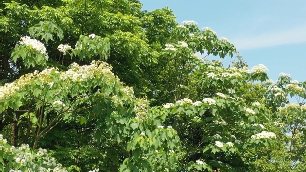 油桐花已开！快来分宜这个地方邂逅一场“初夏飞雪”