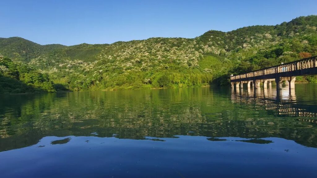 油桐花已开！快来分宜这个地方邂逅一场“初夏飞雪”