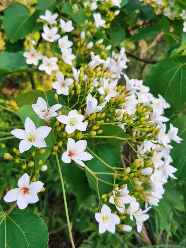 油桐花已开！快来分宜这个地方邂逅一场“初夏飞雪”