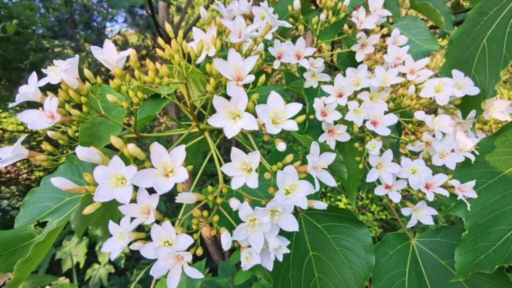 油桐花已开！快来分宜这个地方邂逅一场“初夏飞雪”