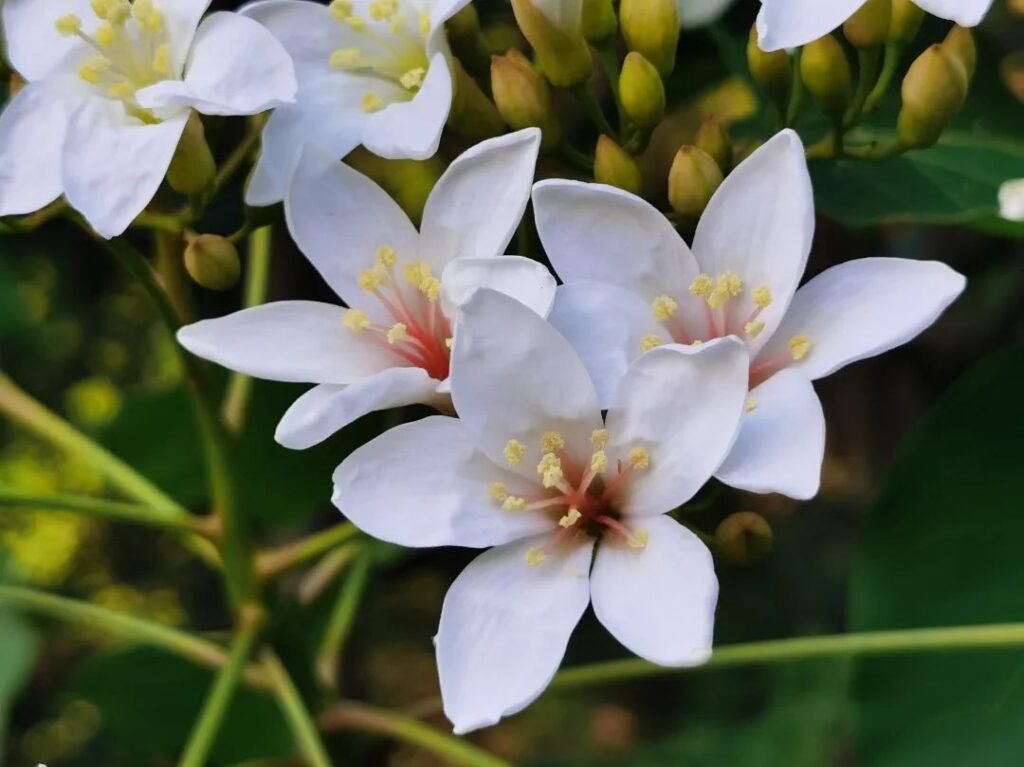 油桐花已开！快来分宜这个地方邂逅一场“初夏飞雪”