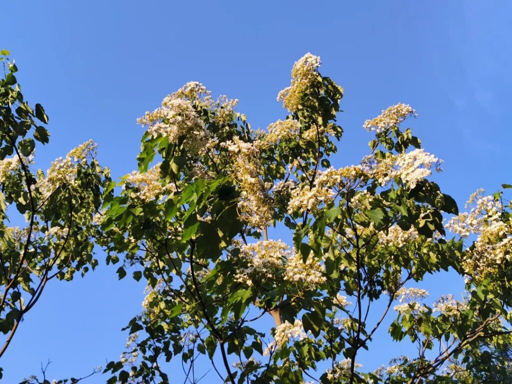 油桐花已开！快来分宜这个地方邂逅一场“初夏飞雪”