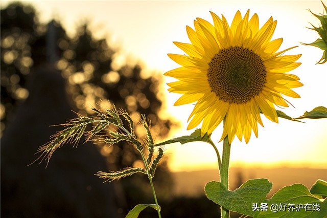 七月开什么花_7月10种正值花期的花