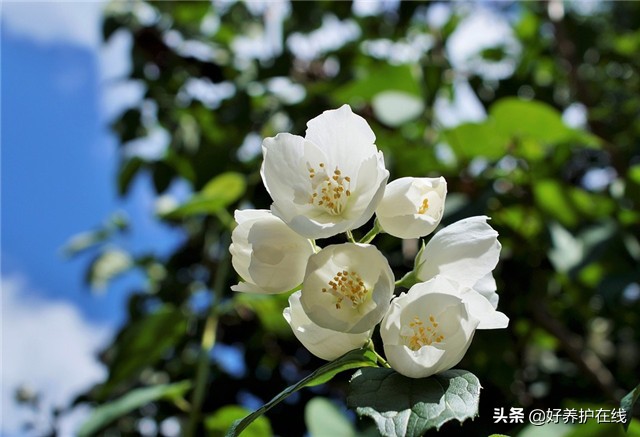 七月开什么花_7月10种正值花期的花