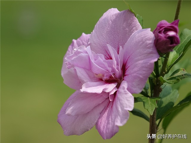 七月开什么花_7月10种正值花期的花