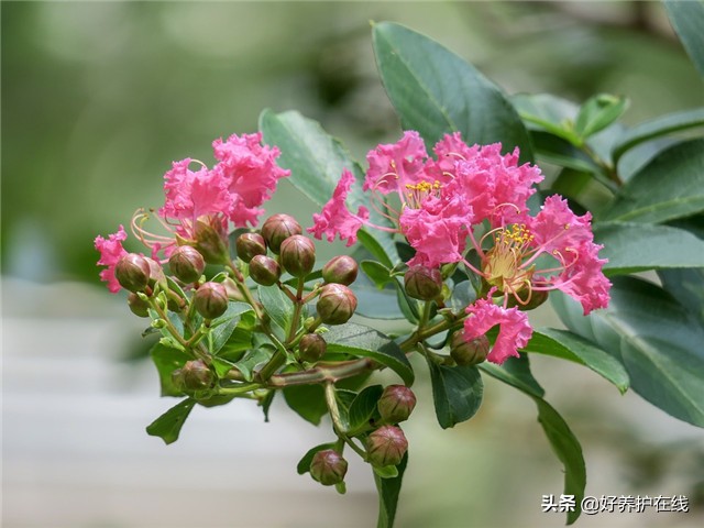 七月开什么花_7月10种正值花期的花