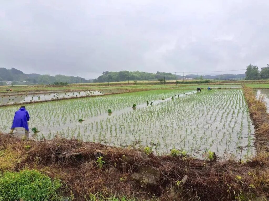 表彰先进，奋勇“夺标”，杨桥镇开展第一批“夺标行动”颁奖仪式