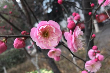 中国的国花是什么_中国国花是什么花